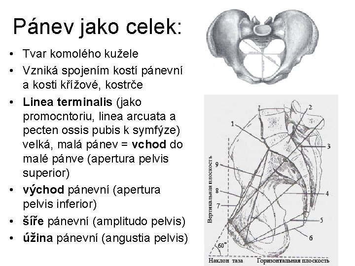 Pánev jako celek: • Tvar komolého kužele • Vzniká spojením kostí pánevní a kosti