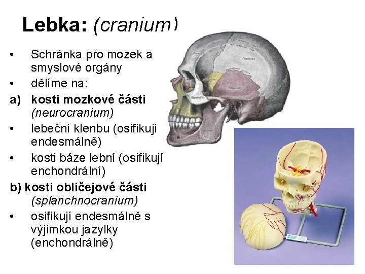 Lebka: (cranium) • Schránka pro mozek a smyslové orgány • dělíme na: a) kosti