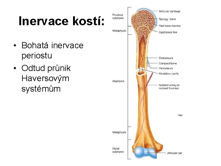 Inervace kostí: • Bohatá inervace periostu • Odtud průnik Haversovým systémům 