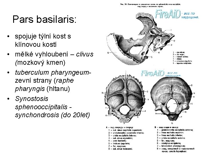 Pars basilaris: • spojuje týlní kost s klínovou kostí • mělké vyhloubení – clivus