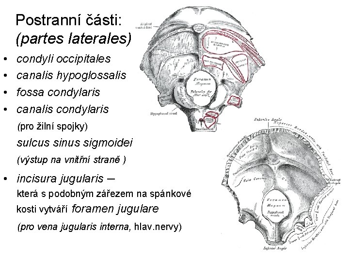 Postranní části: (partes laterales) • • condyli occipitales canalis hypoglossalis fossa condylaris canalis condylaris
