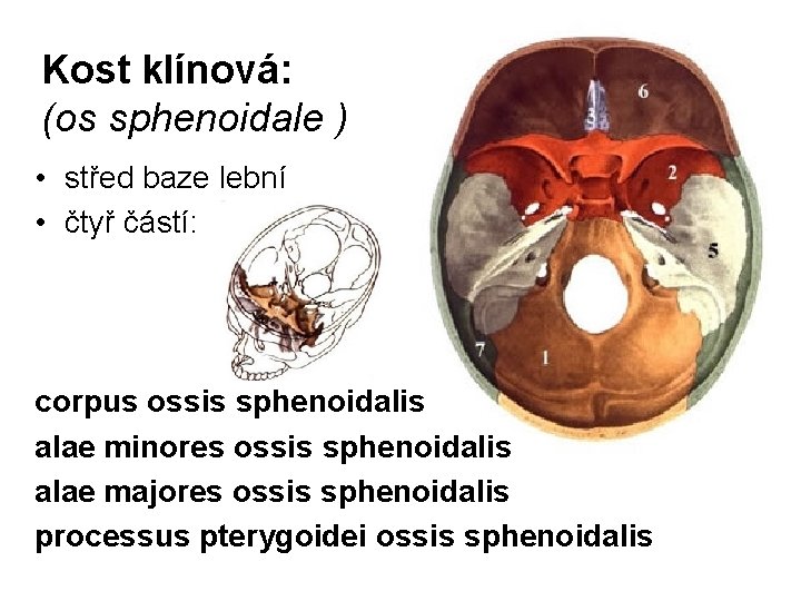 Kost klínová: (os sphenoidale ) • střed baze lební • čtyř částí: corpus ossis