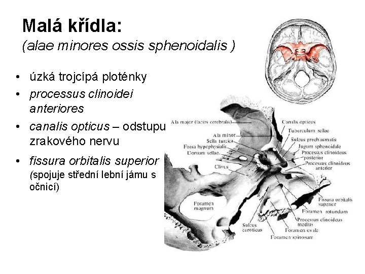 Malá křídla: (alae minores ossis sphenoidalis ) • úzká trojcípá ploténky • processus clinoidei