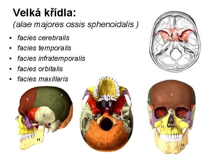 Velká křídla: (alae majores ossis sphenoidalis ) • • • facies cerebralis facies temporalis