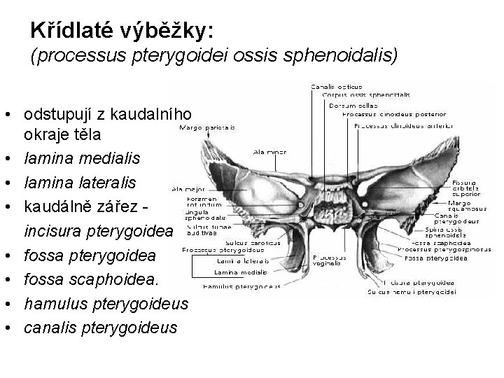 Křídlaté výběžky: (processus pterygoidei ossis sphenoidalis) • odstupují z kaudalního okraje těla • lamina