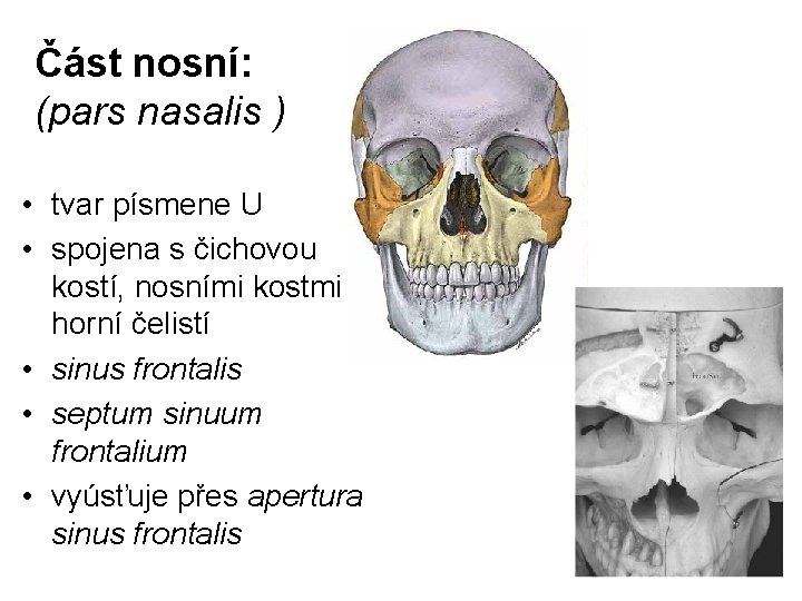 Část nosní: (pars nasalis ) • tvar písmene U • spojena s čichovou kostí,
