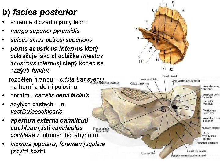 b) facies posterior • • směřuje do zadní jámy lební. margo superior pyramidis sulcus