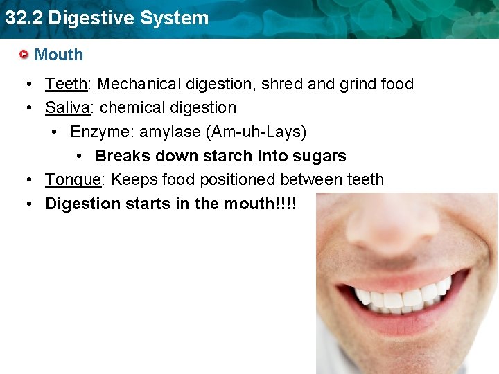 32. 2 Digestive System Mouth • Teeth: Mechanical digestion, shred and grind food •