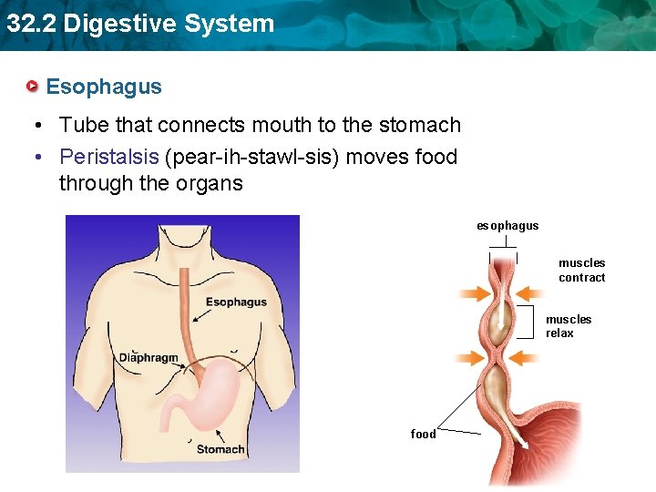 32. 2 Digestive System Esophagus • Tube that connects mouth to the stomach •