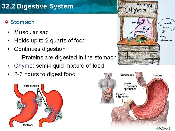 32. 2 Digestive System Stomach • Muscular sac • Holds up to 2 quarts