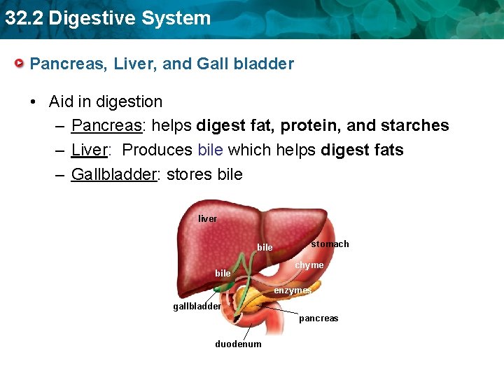 32. 2 Digestive System Pancreas, Liver, and Gall bladder • Aid in digestion –