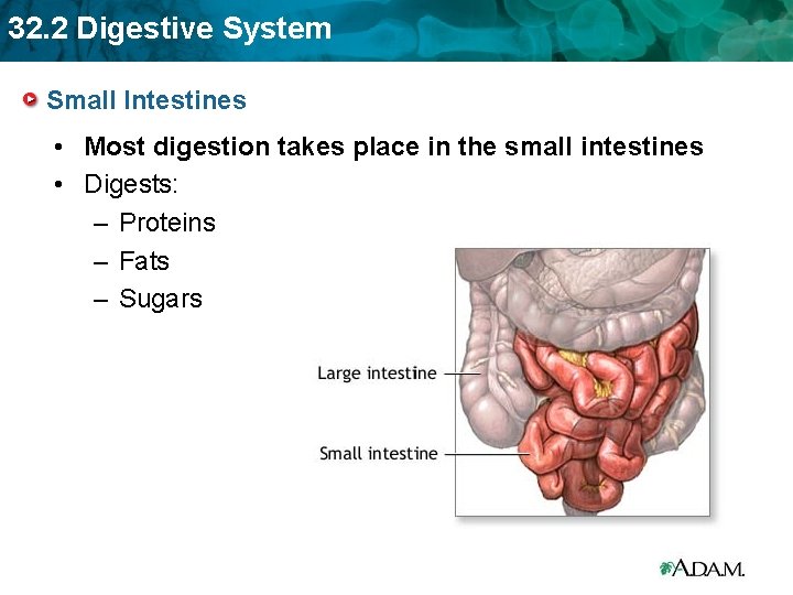 32. 2 Digestive System Small Intestines • Most digestion takes place in the small