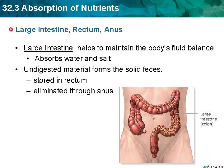 32. 3 Absorption of Nutrients Large Intestine, Rectum, Anus • Large Intestine: helps to