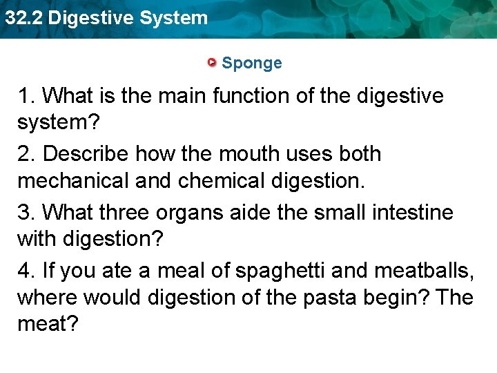 32. 2 Digestive System Sponge 1. What is the main function of the digestive