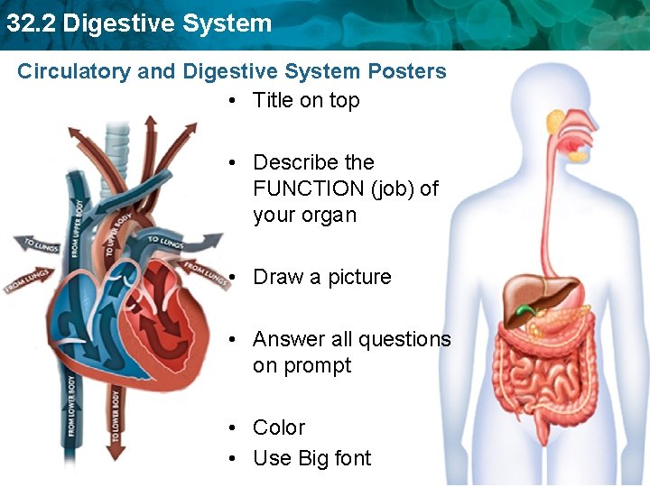 32. 2 Digestive System Circulatory and Digestive System Posters • Title on top •