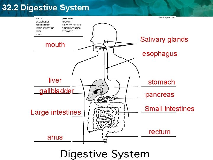 32. 2 Digestive System mouth Salivary glands esophagus liver gallbladder Large intestines anus stomach