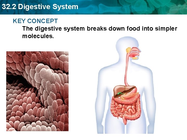 32. 2 Digestive System KEY CONCEPT The digestive system breaks down food into simpler