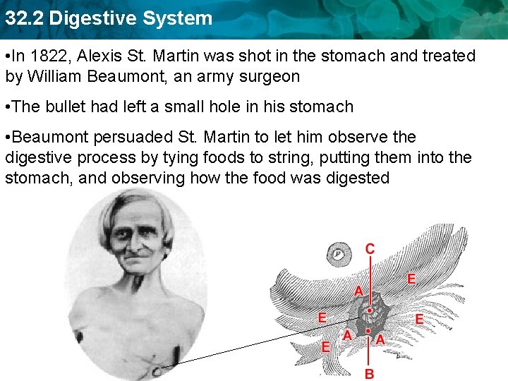 32. 2 Digestive System • In 1822, Alexis St. Martin was shot in the