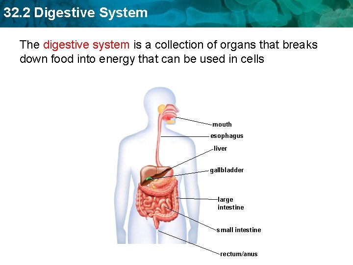 32. 2 Digestive System The digestive system is a collection of organs that breaks