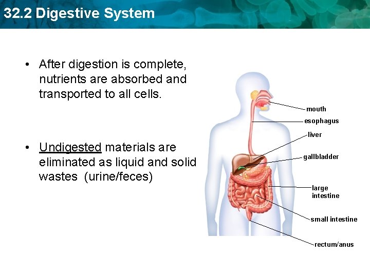 32. 2 Digestive System • After digestion is complete, nutrients are absorbed and transported