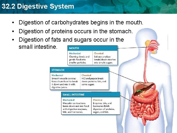 32. 2 Digestive System • Digestion of carbohydrates begins in the mouth. • Digestion