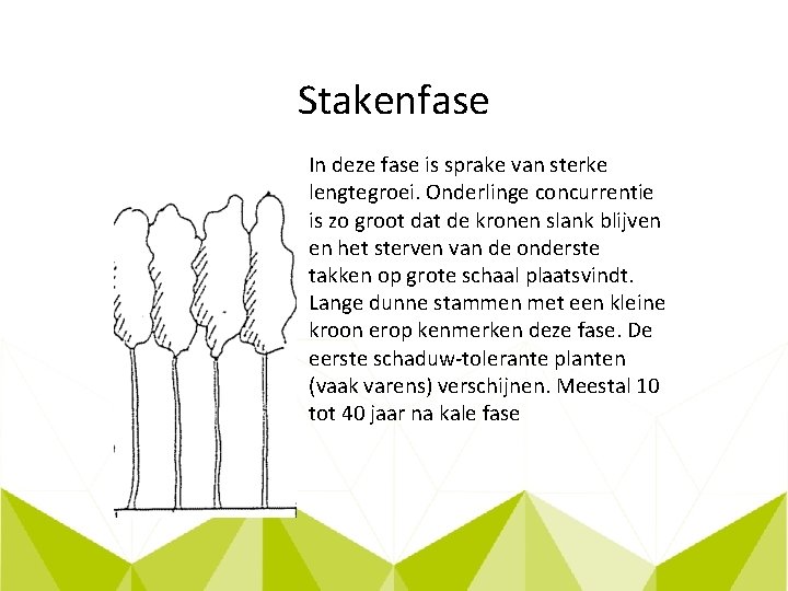 Stakenfase In deze fase is sprake van sterke lengtegroei. Onderlinge concurrentie is zo groot