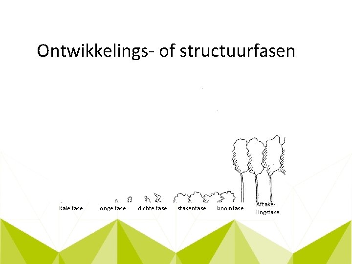 Ontwikkelings- of structuurfasen Kale fase jonge fase dichte fase stakenfase boomfase Aftakelingsfase 