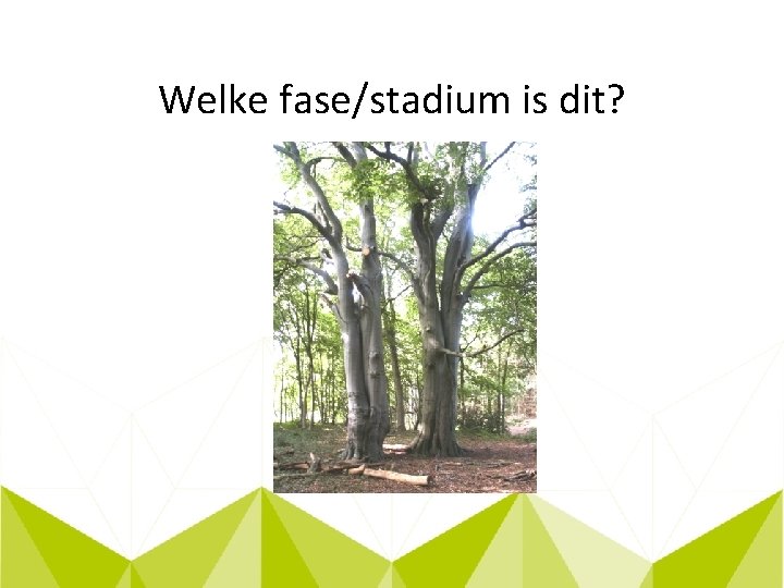 Welke fase/stadium is dit? 