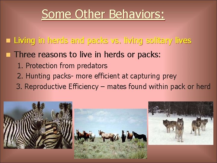 Some Other Behaviors: n Living in herds and packs vs. living solitary lives n