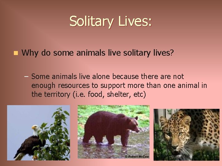 Solitary Lives: n Why do some animals live solitary lives? – Some animals live