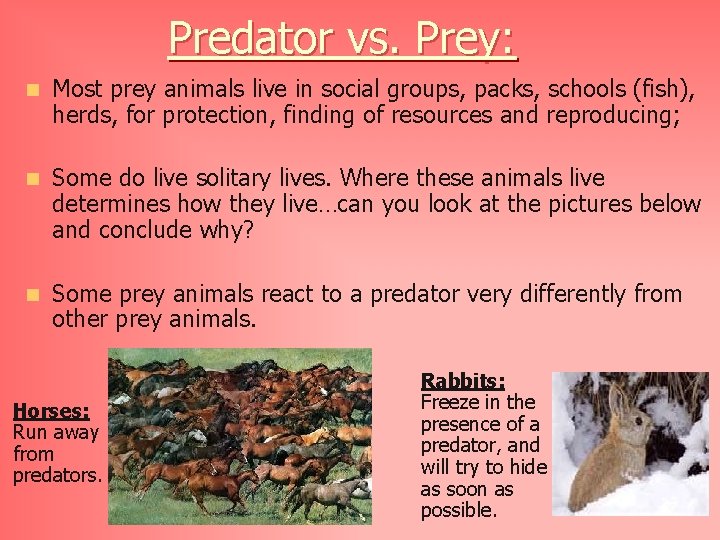 Predator vs. Prey: n Most prey animals live in social groups, packs, schools (fish),