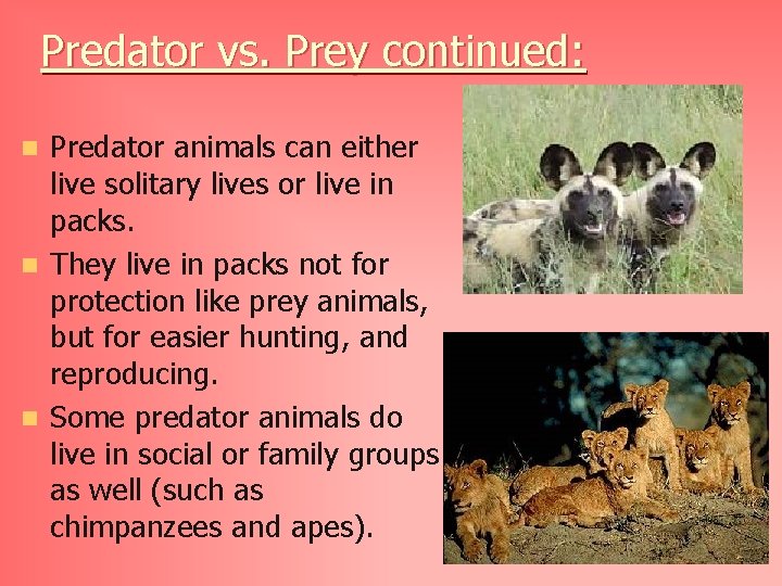 Predator vs. Prey continued: Predator animals can either live solitary lives or live in