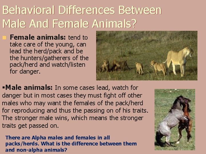 Behavioral Differences Between Male And Female Animals? n Female animals: tend to take care