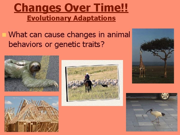 Changes Over Time!! Evolutionary Adaptations n What can cause changes in animal behaviors or