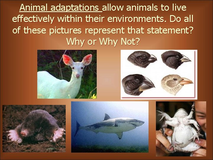 Animal adaptations allow animals to live effectively within their environments. Do all of these