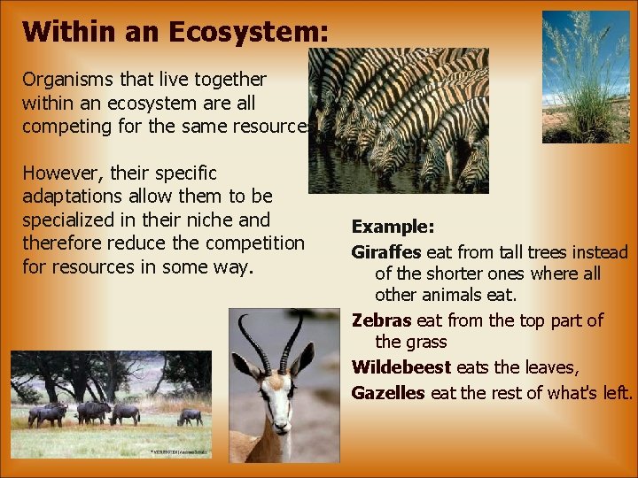 Within an Ecosystem: Organisms that live together within an ecosystem are all competing for