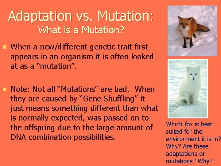 Adaptation vs. Mutation: What is a Mutation? n When a new/different genetic trait first