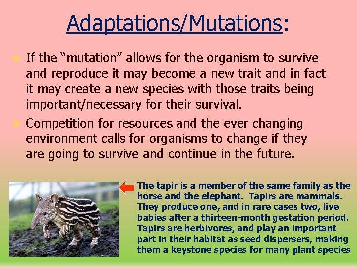Adaptations/Mutations: If the “mutation” allows for the organism to survive and reproduce it may