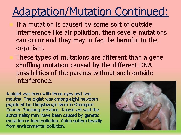 Adaptation/Mutation Continued: If a mutation is caused by some sort of outside interference like