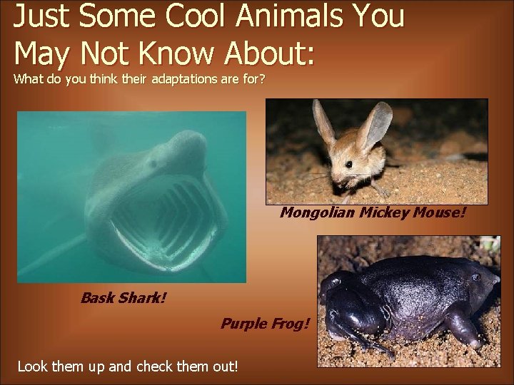 Just Some Cool Animals You May Not Know About: What do you think their