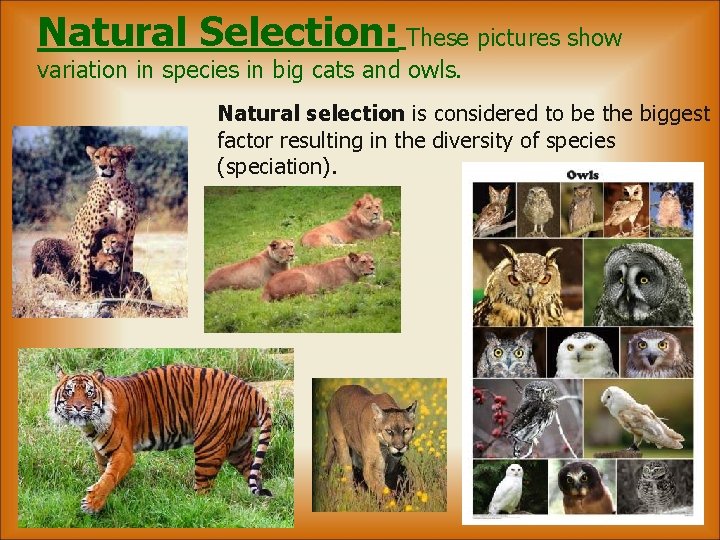 Natural Selection: These pictures show variation in species in big cats and owls. Natural