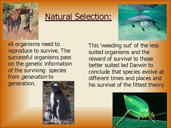 Natural Selection: All organisms need to reproduce to survive. The successful organisms pass on