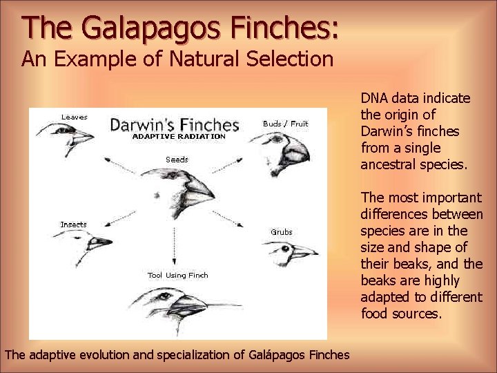 The Galapagos Finches: An Example of Natural Selection DNA data indicate the origin of