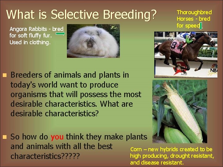 What is Selective Breeding? Angora Rabbits - bred for soft fluffy fur. Used in