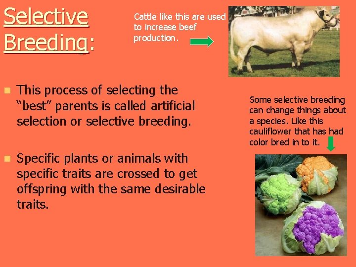 Selective Breeding: Cattle like this are used to increase beef production. n This process