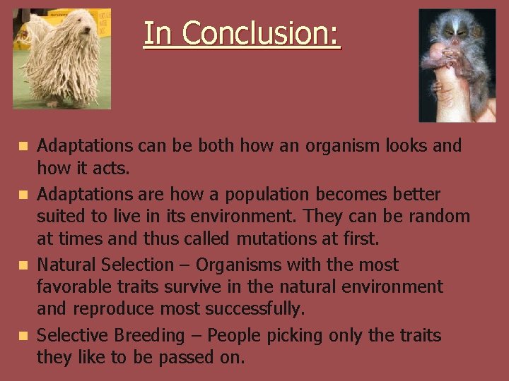 In Conclusion: Adaptations can be both how an organism looks and how it acts.