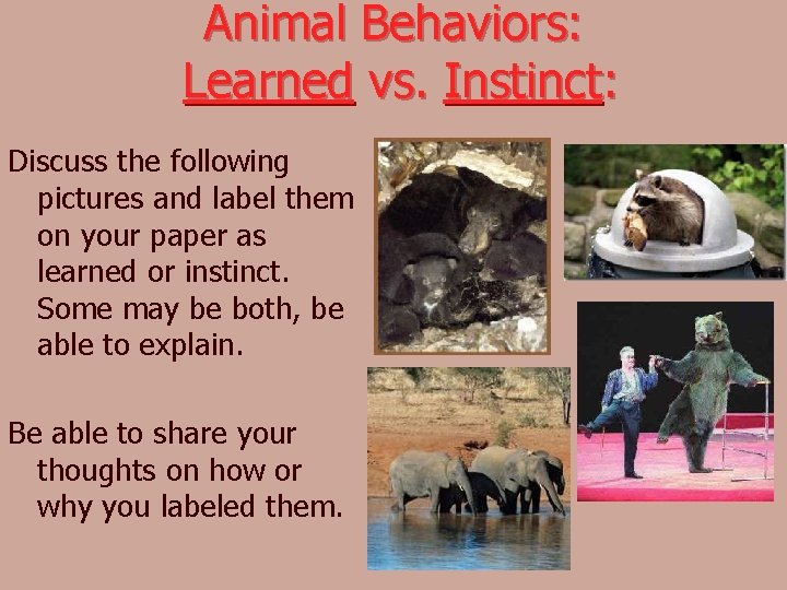 Animal Behaviors: Learned vs. Instinct: Discuss the following pictures and label them on your