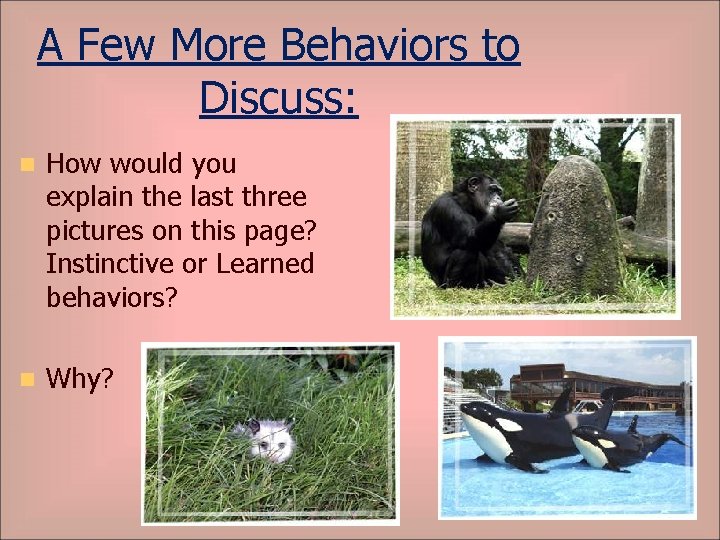 A Few More Behaviors to Discuss: n How would you explain the last three