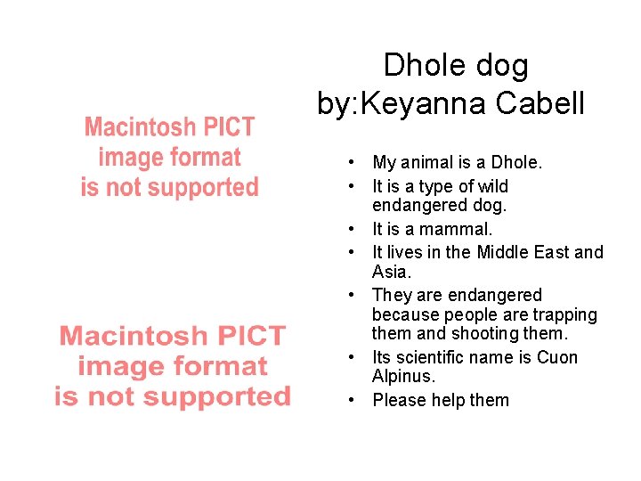 Dhole dog by: Keyanna Cabell • My animal is a Dhole. • It is