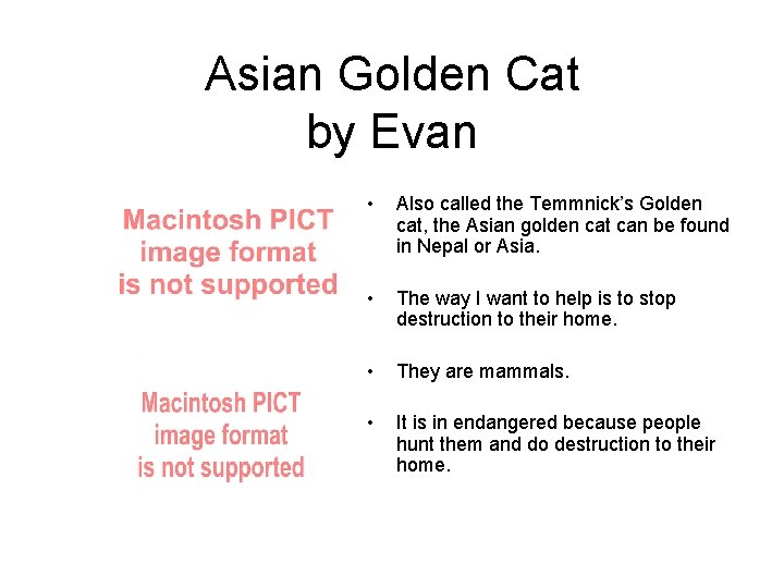 Asian Golden Cat by Evan • Also called the Temmnick’s Golden cat, the Asian